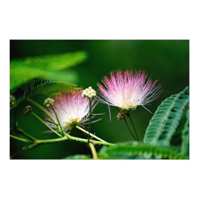 Mimosa tree flower photo print (Front)
