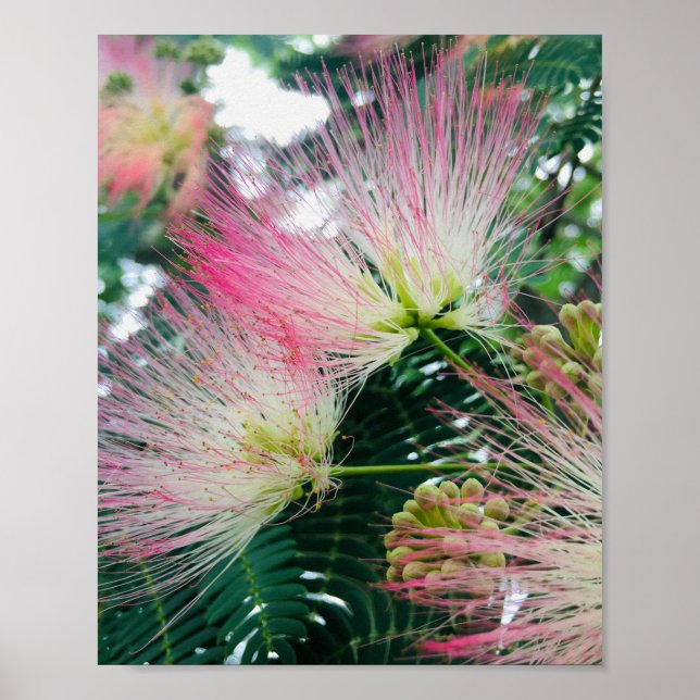 Mimosa Tree Flowers Poster (Front)