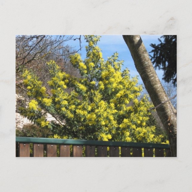 Mimosa Tree Postcard (Front)