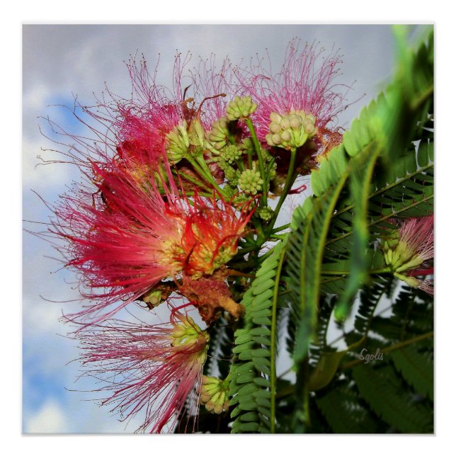 Mimosa Tree with Pink Flowers Glossy Poster (Front)