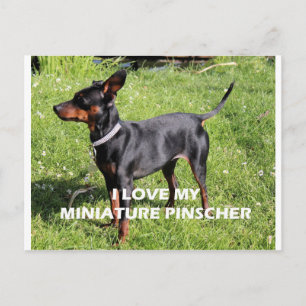 min pin black and rust full love w pic postcard