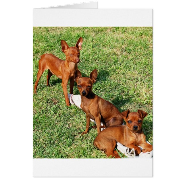 min pin red group (Front)