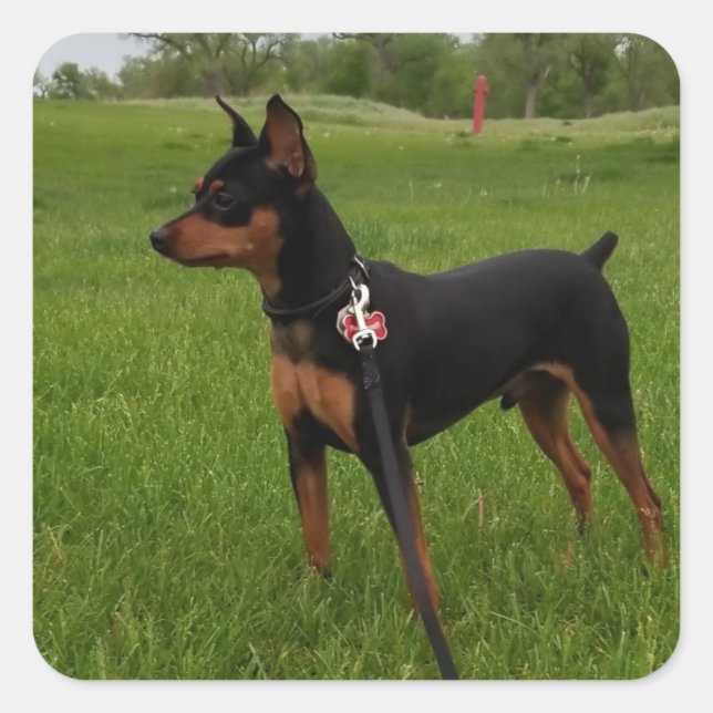 Min Pin Square Sticker (Front)