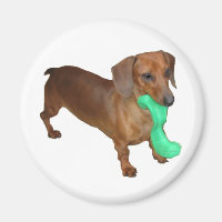Minature Dachshund