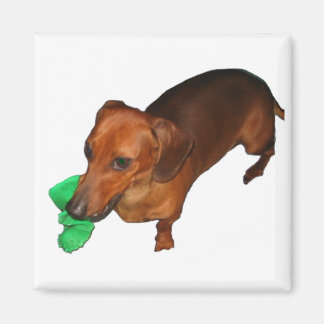 Minature Dachshund Magnet