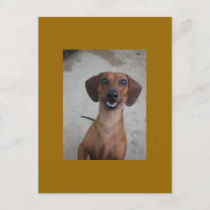Minature Dachshund Postcard