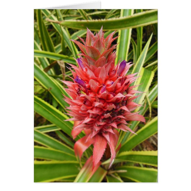 Minature Pink Pineapple (Front)