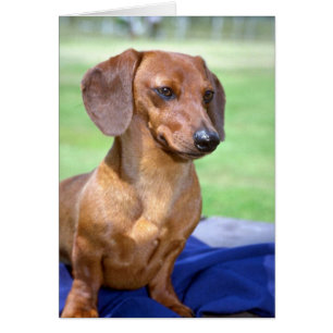 Minature Smooth Dachshund