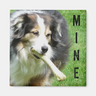 MINE! Australian Shepherd Magnet