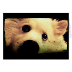 Mini American Eskimo