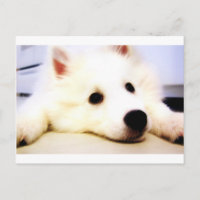 Mini American Eskimo