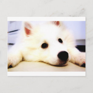Mini American Eskimo Postcard