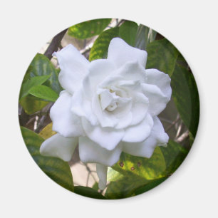 Mini Art Gardenia Magnet