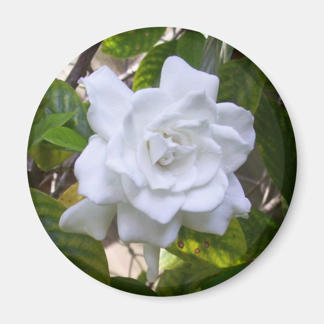 Mini Art Gardenia Magnet (Front)