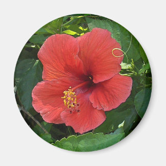 Mini Art Red Hibiscus Magnet