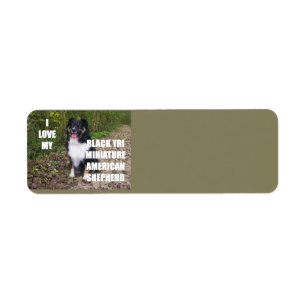 mini australian shepherd black tri love w pic return address label