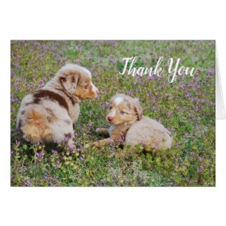 Mini Australian Shepherds Greeting Card