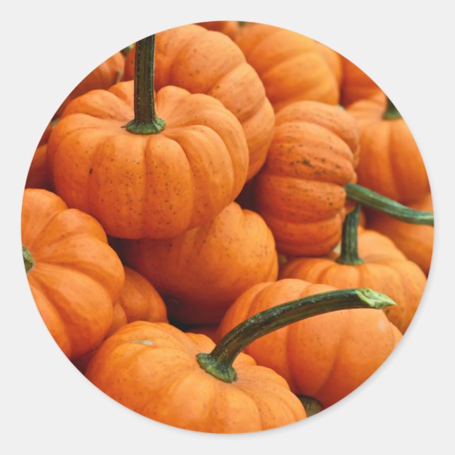 Mini Fall Pumpkin Photo Classic Round Sticker (Front)