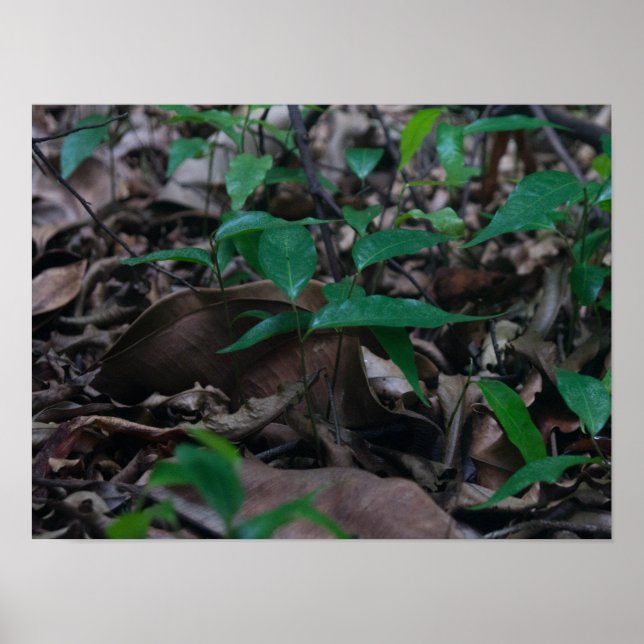 Mini Forest Poster (Front)