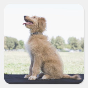 Mini golden doodle square sticker