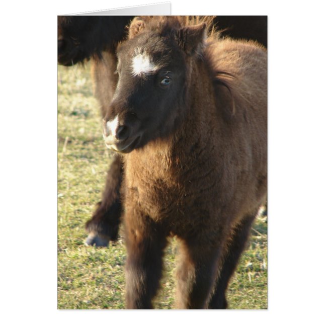 Mini Horse Foal (Front)