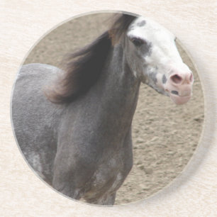 Mini Horse in Liberty Class at a Horse Show Coaster