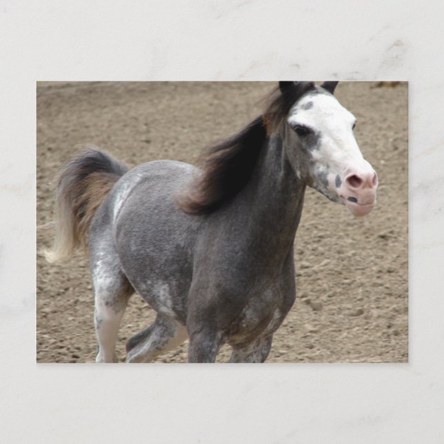 Mini Horse in Liberty Class at a Horse Show Postcard (Front)