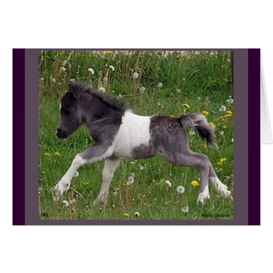 Mini Horse NoteCard