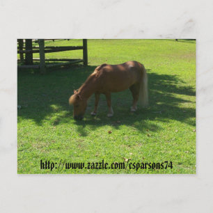 Mini Horse Postcard