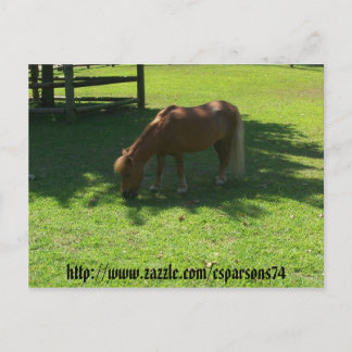 Mini Horse Postcard