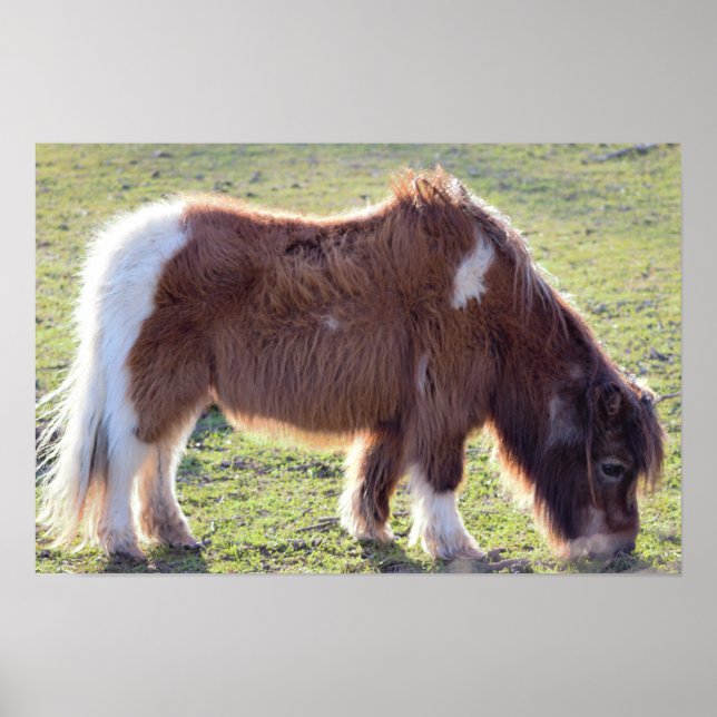 Mini Horse Poster (Front)