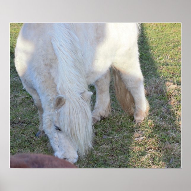 Mini Horse Poster (Front)