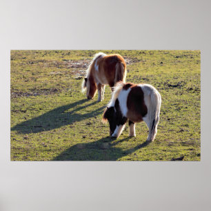 Mini Horses Poster