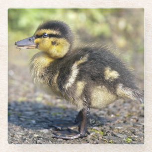 Mini Mallard Glass Coaster