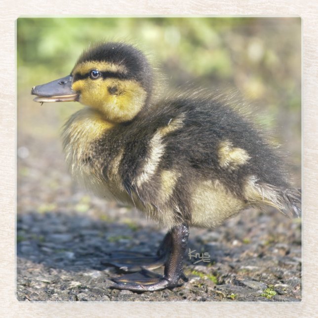 Mini Mallard Glass Coaster (Front)