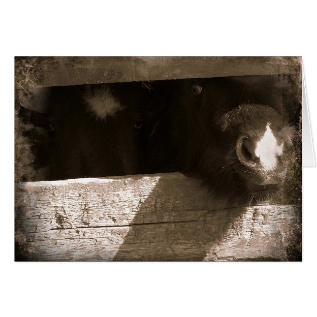 Mini nose Over Gate (Front Horizontal)