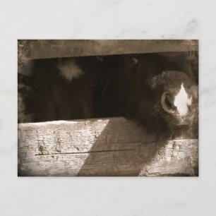 Mini nose Over Gate Postcard