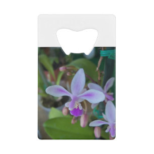 Mini orchid up close