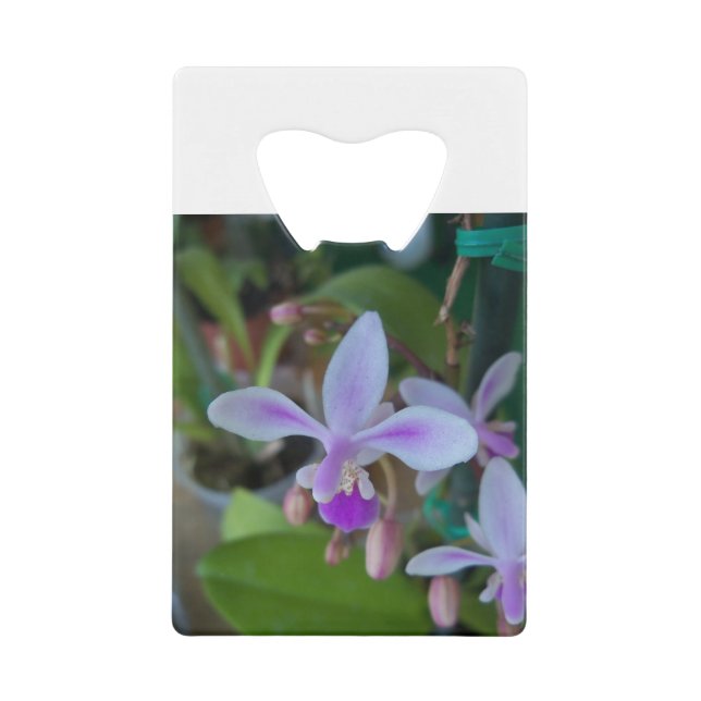 Mini orchid up close (Front)