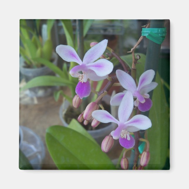 mini Phal orchids Magnet (Front)