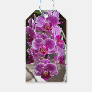 Mini Phalaenopsis Sogo Vivien Purple Orchid Flower Gift Tags