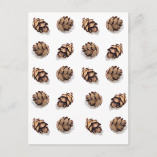 Mini Pine Cones on White Postcard