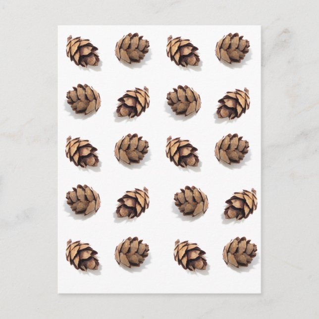Mini Pine Cones on White Postcard (Front)