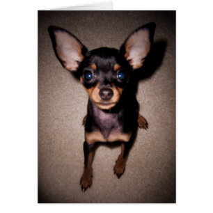 mini pinscher.