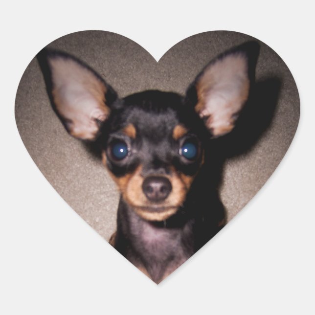 mini pinscher. heart sticker (Front)