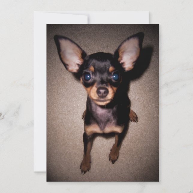 mini pinscher. invitation (Front)