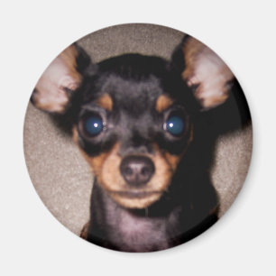 mini pinscher. magnet