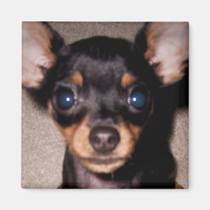 mini pinscher. magnet
