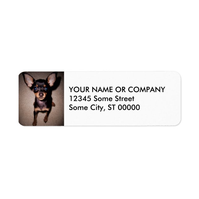mini pinscher. return address label (Front)