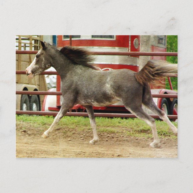 Mini Pinto Horse Gallops Postcard (Front)